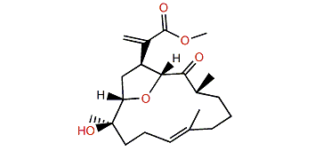 Pintoxolane A